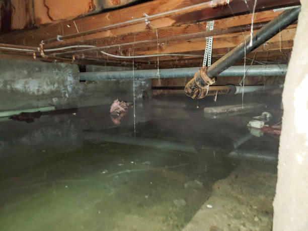 Best Carpet water damage restoration  in Lancaster, PA